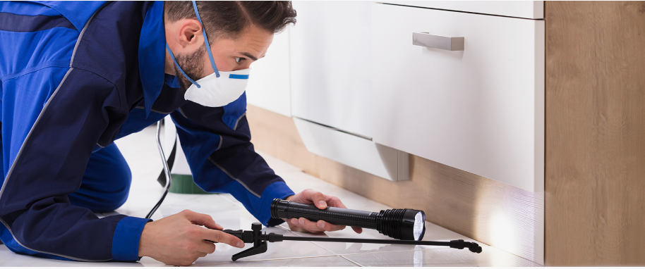 Cincinnati pest xpert removal